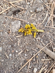 Arceuthobium campylopodum