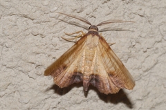 Plagodis dolabraria