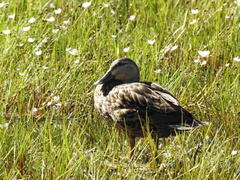 Anas platyrhynchos × fulvigula