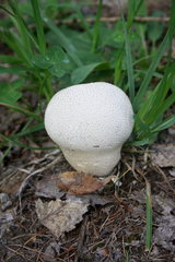 Lycoperdon excipuliforme