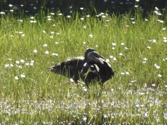 Anas platyrhynchos × fulvigula