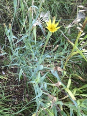 Tragopogon dubius
