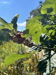 Andricus quercusstrobilanus