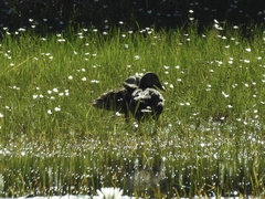 Anas platyrhynchos × fulvigula