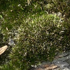 Grimmia pulvinata