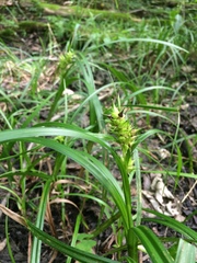 Carex lupuliformis