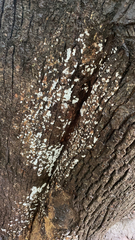 Xylobolus frustulatus