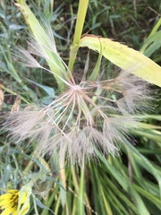 Tragopogon dubius