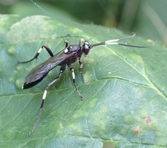 Achaius oratorius
