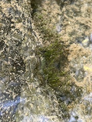 Fissidens fontanus