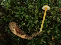 Mycena crocea