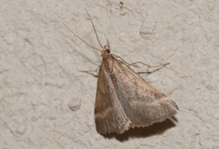 Synaphe punctalis