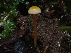 Mycena crocea
