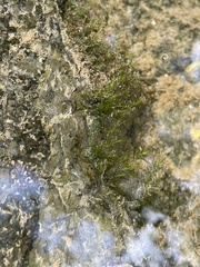 Fissidens fontanus