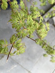 Acer palmatum
