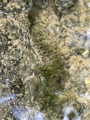 Fissidens fontanus