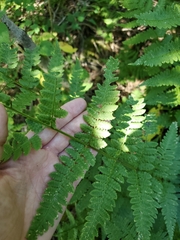 Dryopteris clintoniana