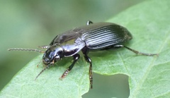 Anisodactylus binotatus