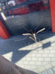 Tipula