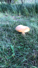 Suillus grevillei