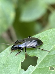 Anisodactylus binotatus