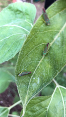 Graphocephala coccinea