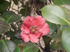 Phyllosticta camelliae