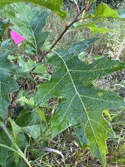 Quercus rubra