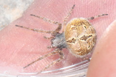 Agalenatea redii