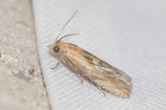 Eucosma cana