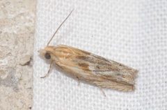 Eucosma cana