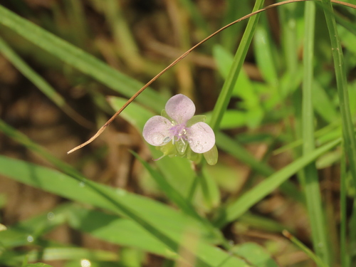 Murdannia loriformis (Murdannia loriformis)