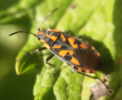 Spilostethus saxatilis