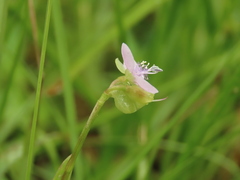 Murdannia loriformis