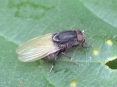 Minettia longipennis