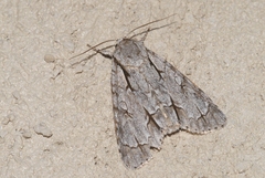 Acronicta psi