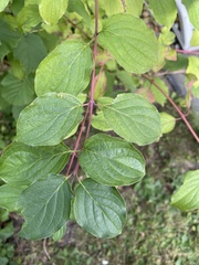 Cornus sanguinea
