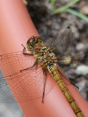 Sympetrum striolatum