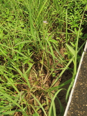 Murdannia loriformis