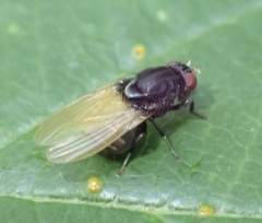 Minettia longipennis