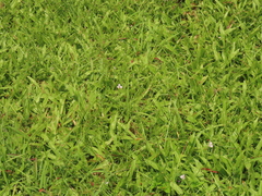 Murdannia loriformis