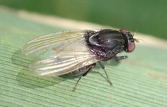 Minettia longipennis