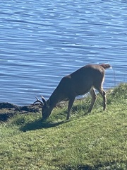 Odocoileus hemionus sitkensis