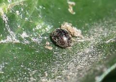 Rhyzobius lophanthae