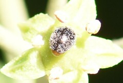 Rhyzobius lophanthae