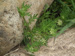 Lepidium didymum