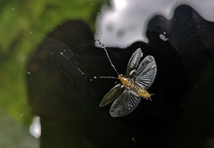 Ectobius vittiventris