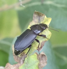 Anisodactylus binotatus