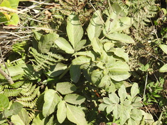Angelica hendersonii