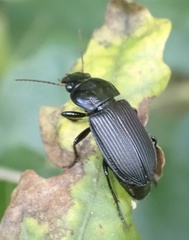 Anisodactylus binotatus